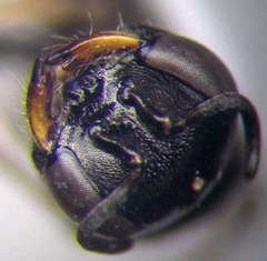Diodontus minutus
