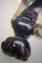 Diodontus minutus