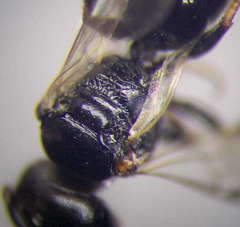 Diodontus minutus