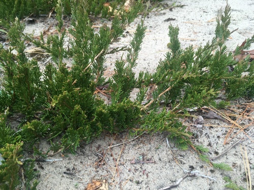 creeping juniper