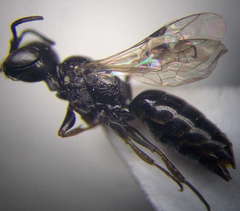 Diodontus minutus