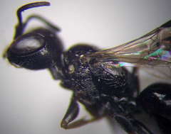 Diodontus minutus