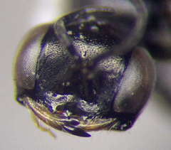 Diodontus minutus