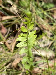 Lindsaea ensifolia
