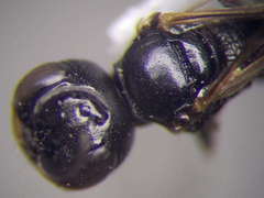 Diodontus minutus