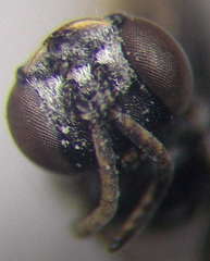 Diodontus minutus