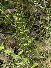 Lindsaea ensifolia
