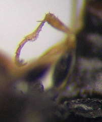 Diodontus minutus