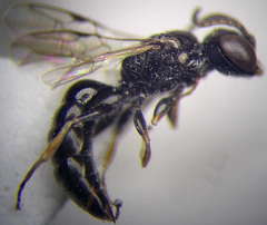Diodontus minutus