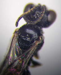 Diodontus minutus