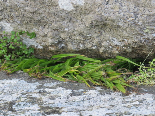 Empodium veratrifolium (Empodium veratrifolium)