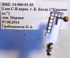 Diodontus parvulus