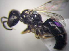 Diodontus parvulus