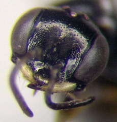Diodontus parvulus