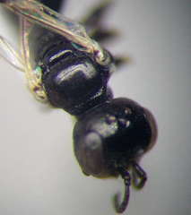 Diodontus parvulus