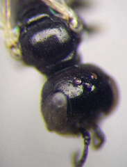 Diodontus parvulus