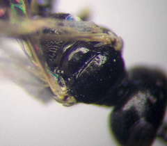 Diodontus parvulus