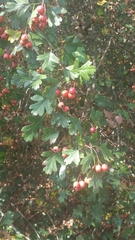 Crataegus monogyna
