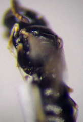 Diodontus