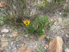 Gazania ciliaris