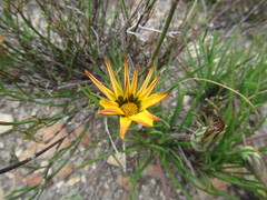 Gazania ciliaris