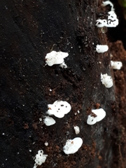 Clitopilus hobsonii