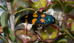 Castiarina bicolor