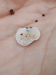 Clitopilus hobsonii