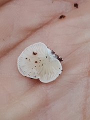 Clitopilus hobsonii