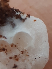 Clitopilus hobsonii