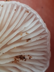 Clitopilus hobsonii