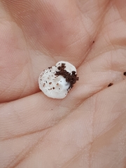Clitopilus hobsonii