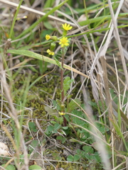 Senecio lividus