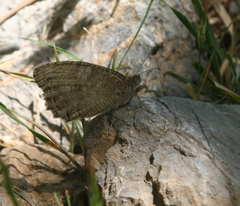 Pseudochazara thelephassa