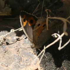 Pseudochazara thelephassa