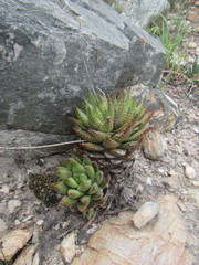 Haworthiopsis fasciata