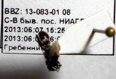 Dryudella lineata