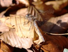 Sympetrum sanguineum