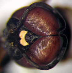 Dryudella lineata
