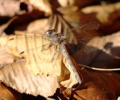 Sympetrum sanguineum