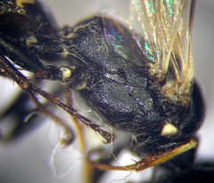Dryudella lineata