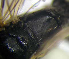 Dryudella lineata