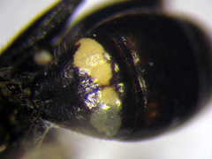 Dryudella lineata