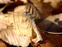 Sympetrum sanguineum
