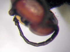 Dryudella lineata