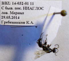 Dryudella lineata