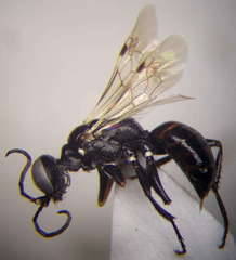 Dryudella lineata