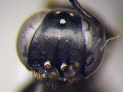 Dryudella lineata