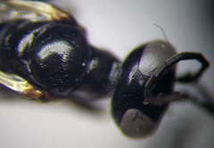 Dryudella lineata