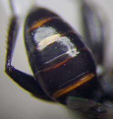 Dryudella lineata